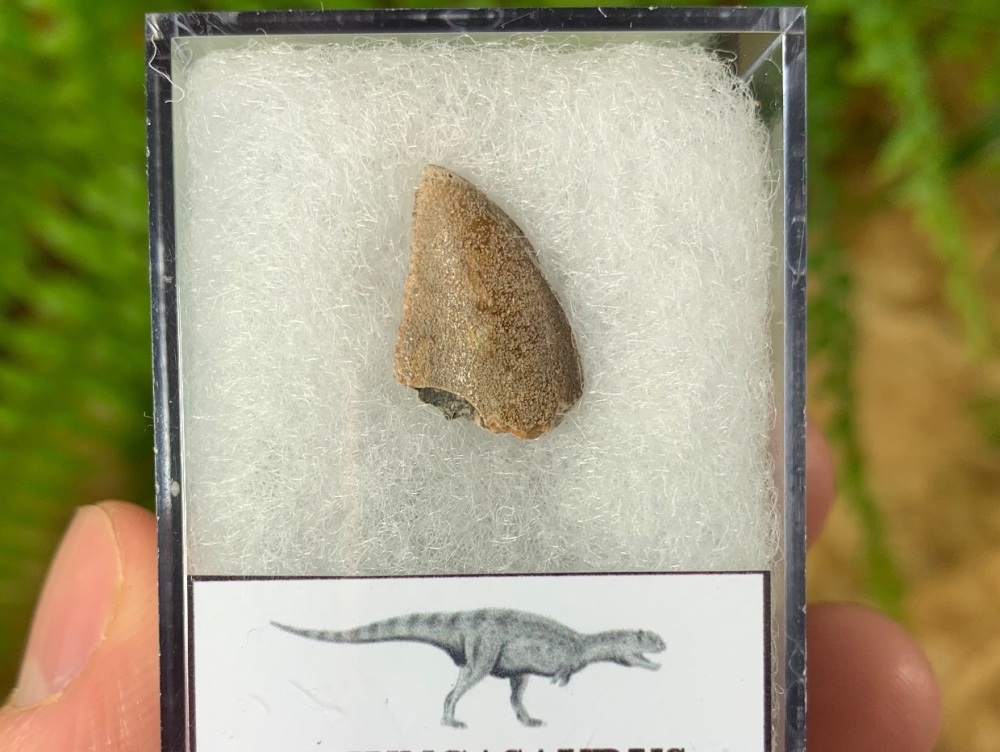 Affordable Majungasaurus crenatissimus Tooth (Madagascar) #11
