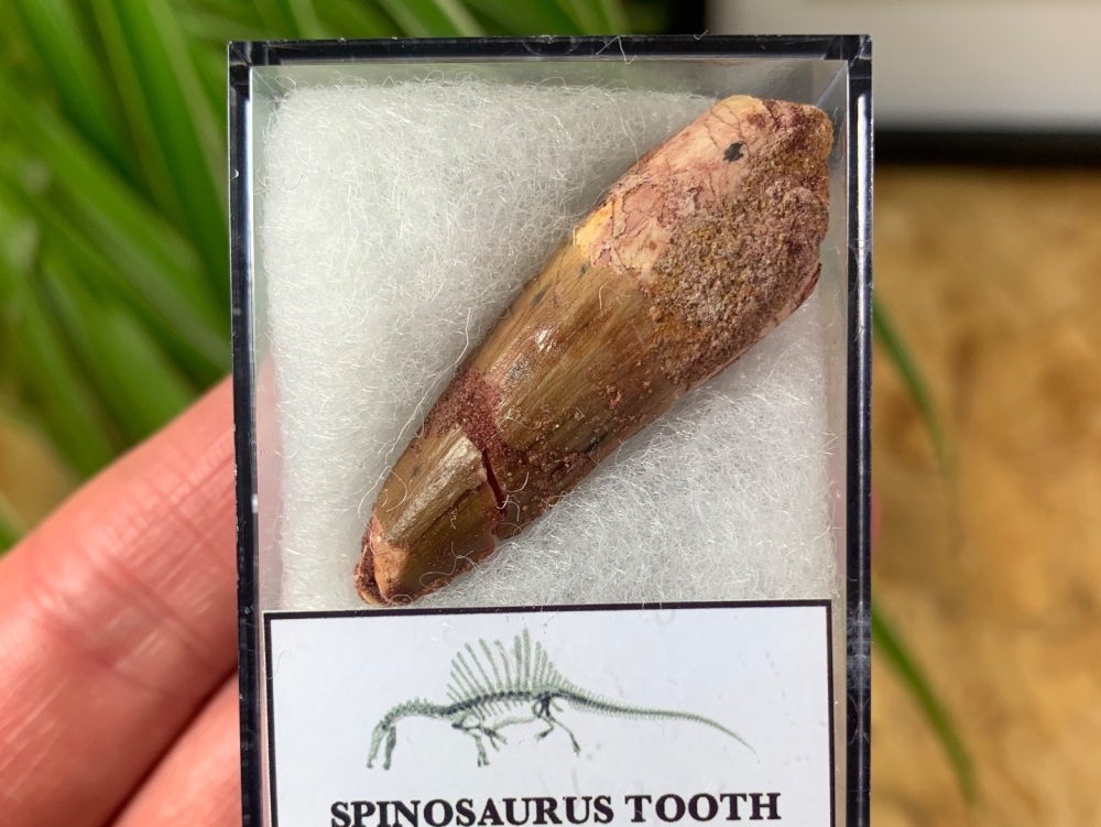 Spinosaurus Tooth - 1.63 inch #SP04