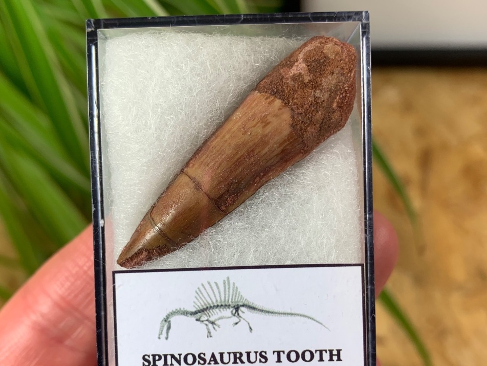 Spinosaurus Tooth - 1.75 inch #SP06