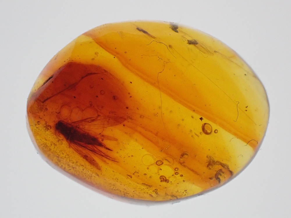 Dominican Amber Inclusion #01 (Winged Insect Inclusion)