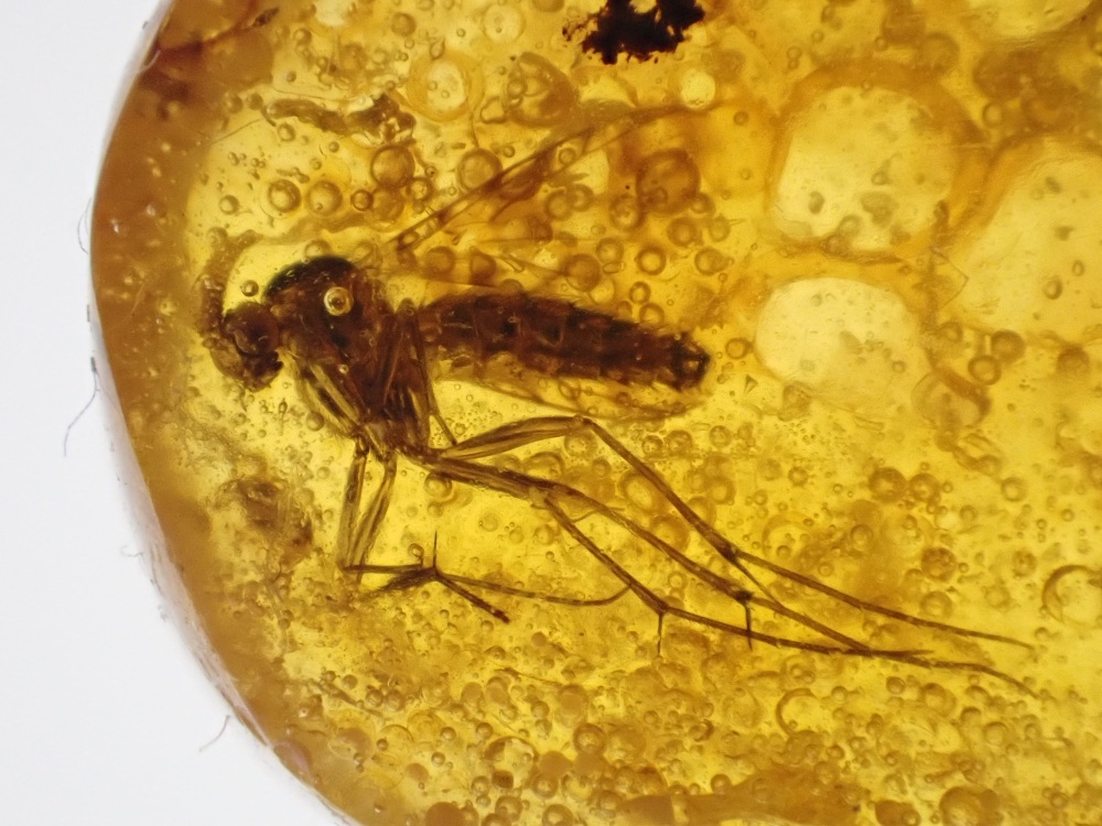 Dominican Amber Inclusion #02 (Winged Insect Inclusion)