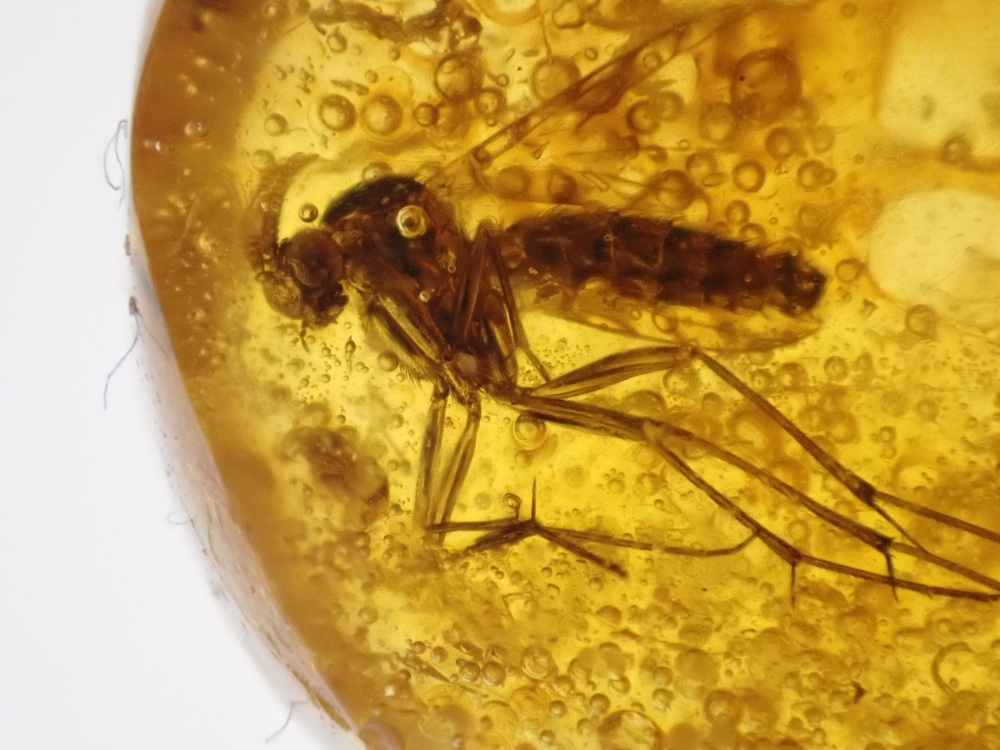Dominican Amber Inclusion #02 (Winged Insect Inclusion)
