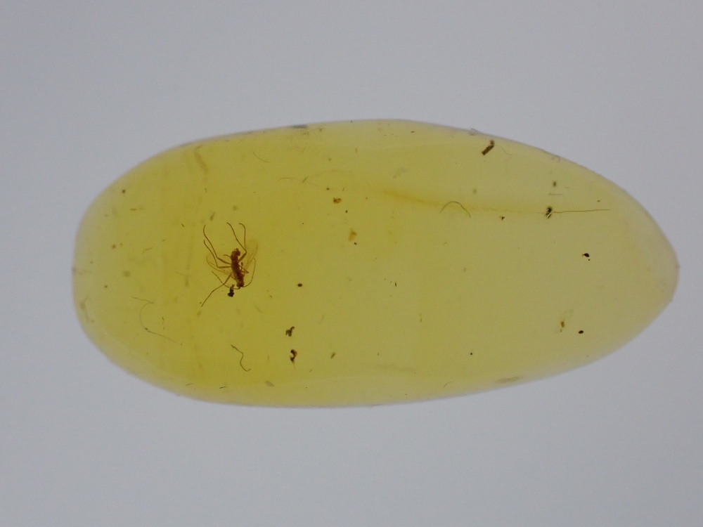 Dominican Amber Inclusion #03 (Winged Insect Inclusion)