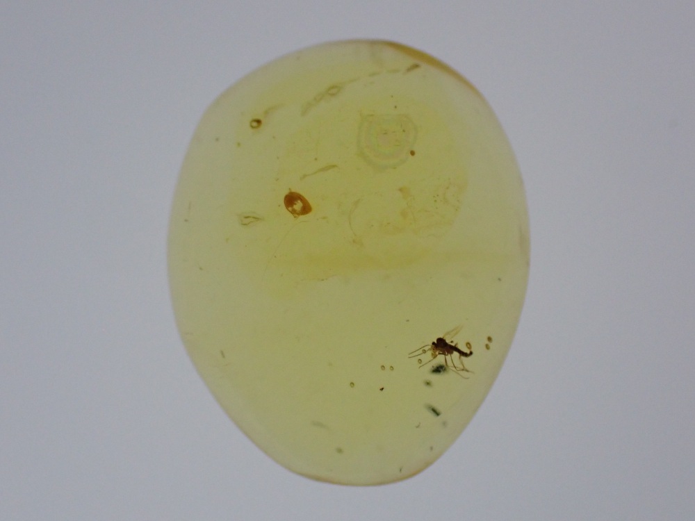 Dominican Amber Inclusion #05 (Winged Insect Inclusion)