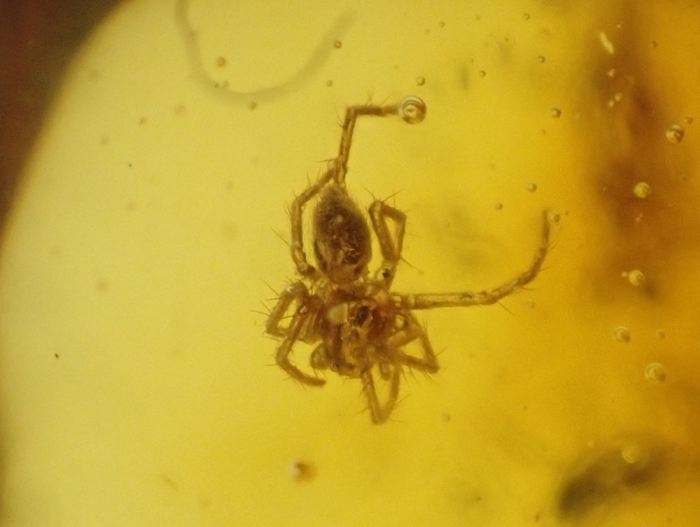Dominican Amber Inclusion #06 (Spider and Beetle Inclusion)