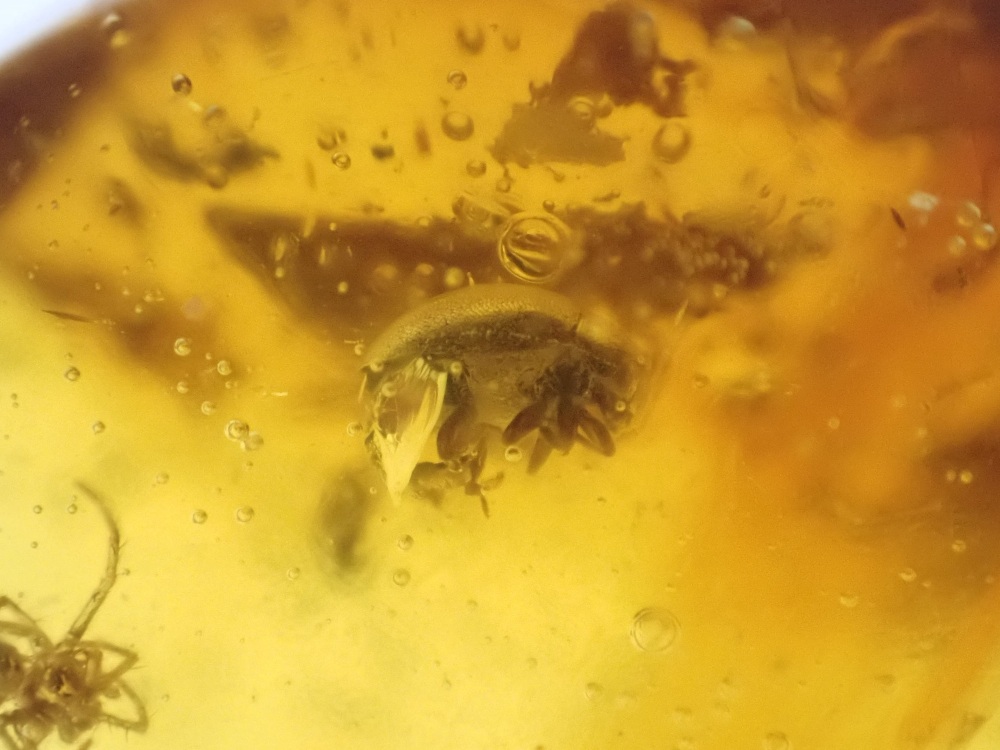 Dominican Amber Inclusion #06 (Spider and Beetle Inclusion)