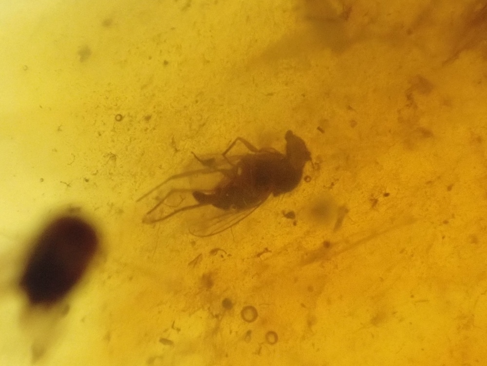 Dominican Amber Inclusion #07 (Insect Inclusions)