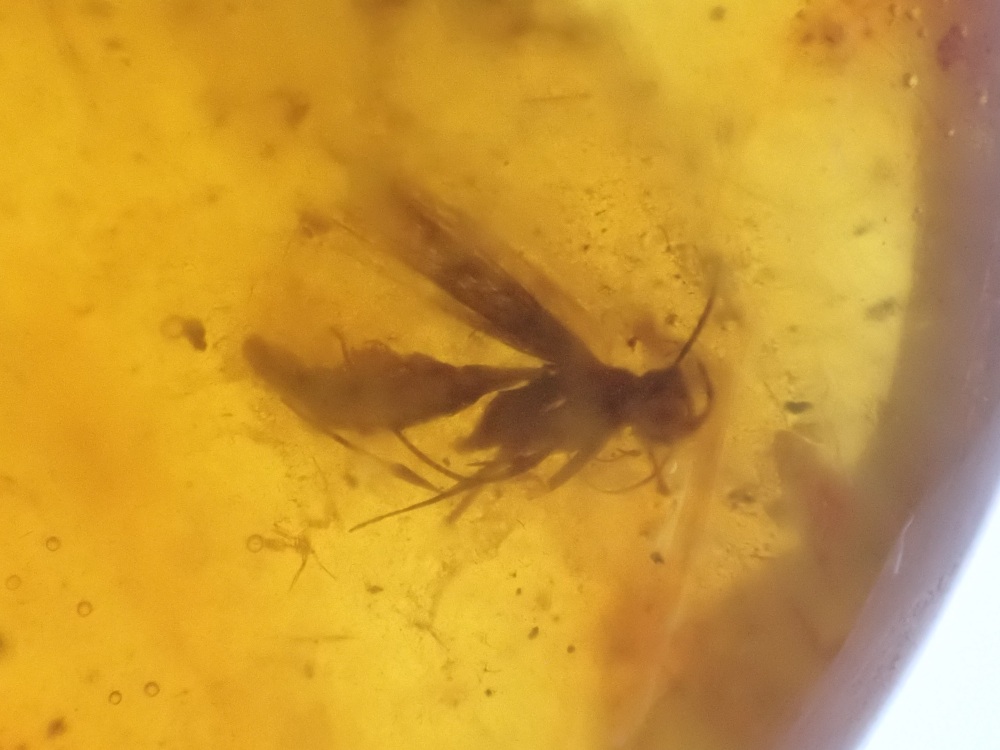 Dominican Amber Inclusion #07 (Insect Inclusions)