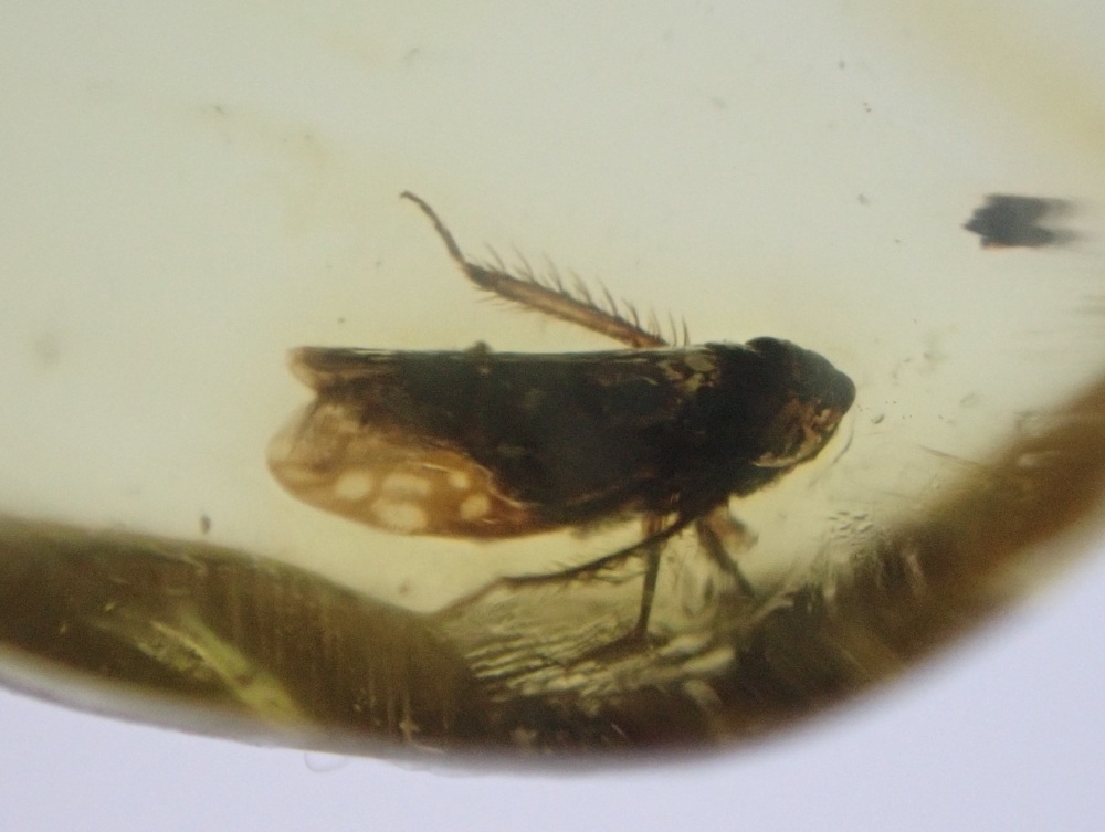 Dominican Amber Inclusion #08 (Planthopper Inclusion)