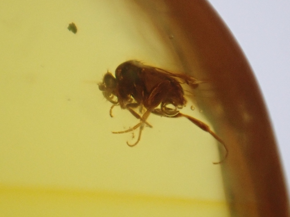 Dominican Amber Inclusion #09 (Insect Inclusions)