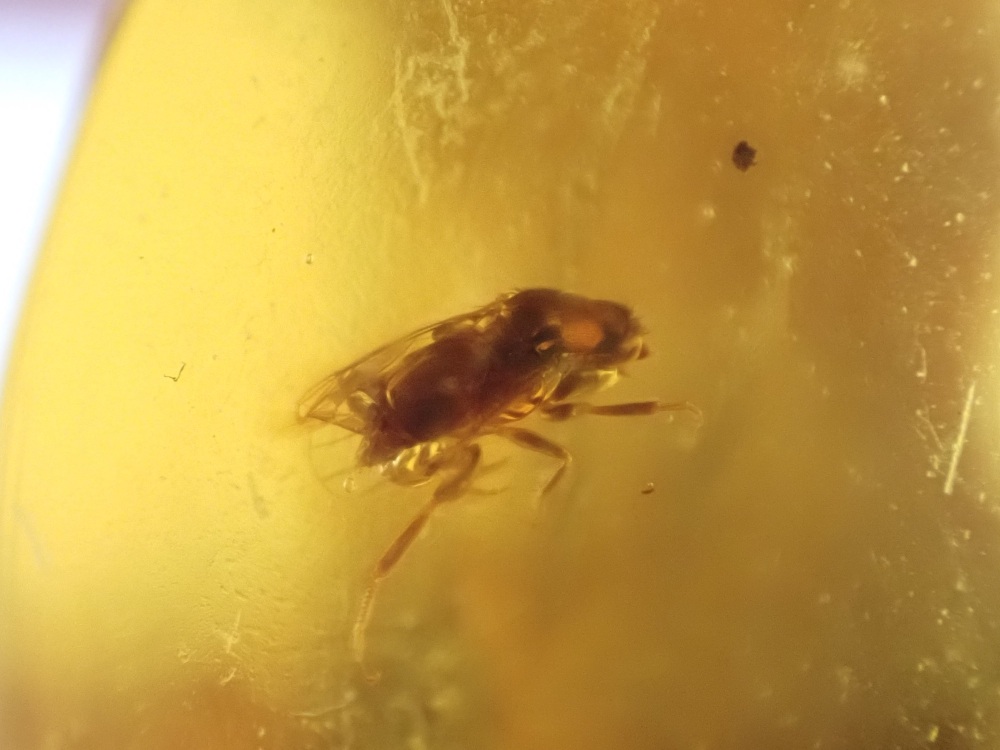 Dominican Amber Inclusion #09 (Insect Inclusions)