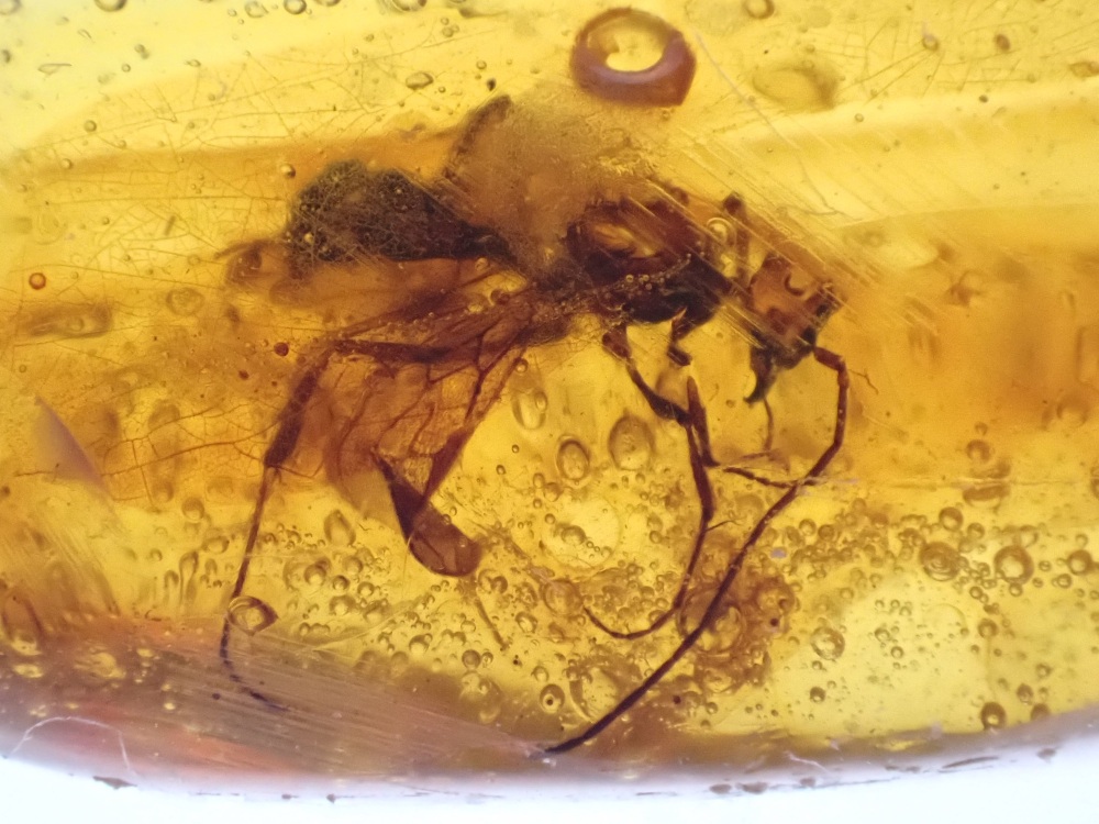 Dominican Amber Inclusion #10 (Winged Insect Inclusion)