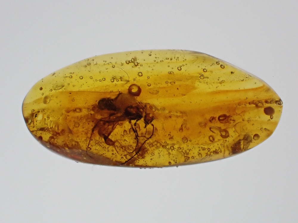 Dominican Amber Inclusion #10 (Winged Insect Inclusion)