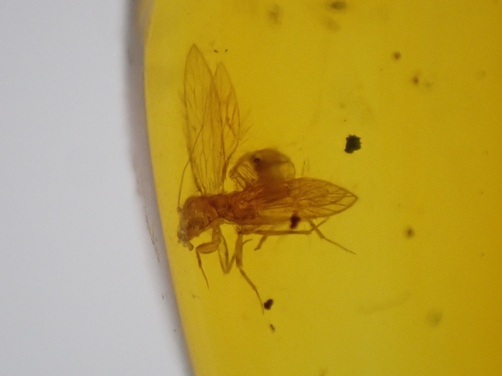 Dominican Amber Inclusion #11 (Winged Insect Inclusion)