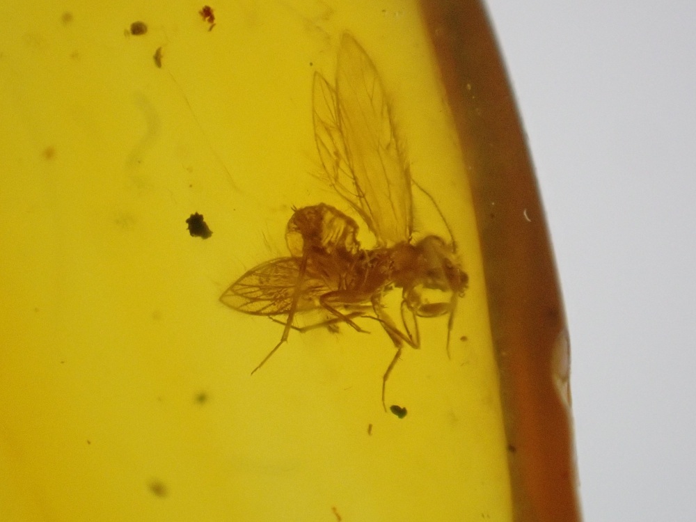 Dominican Amber Inclusion #11 (Winged Insect Inclusion)