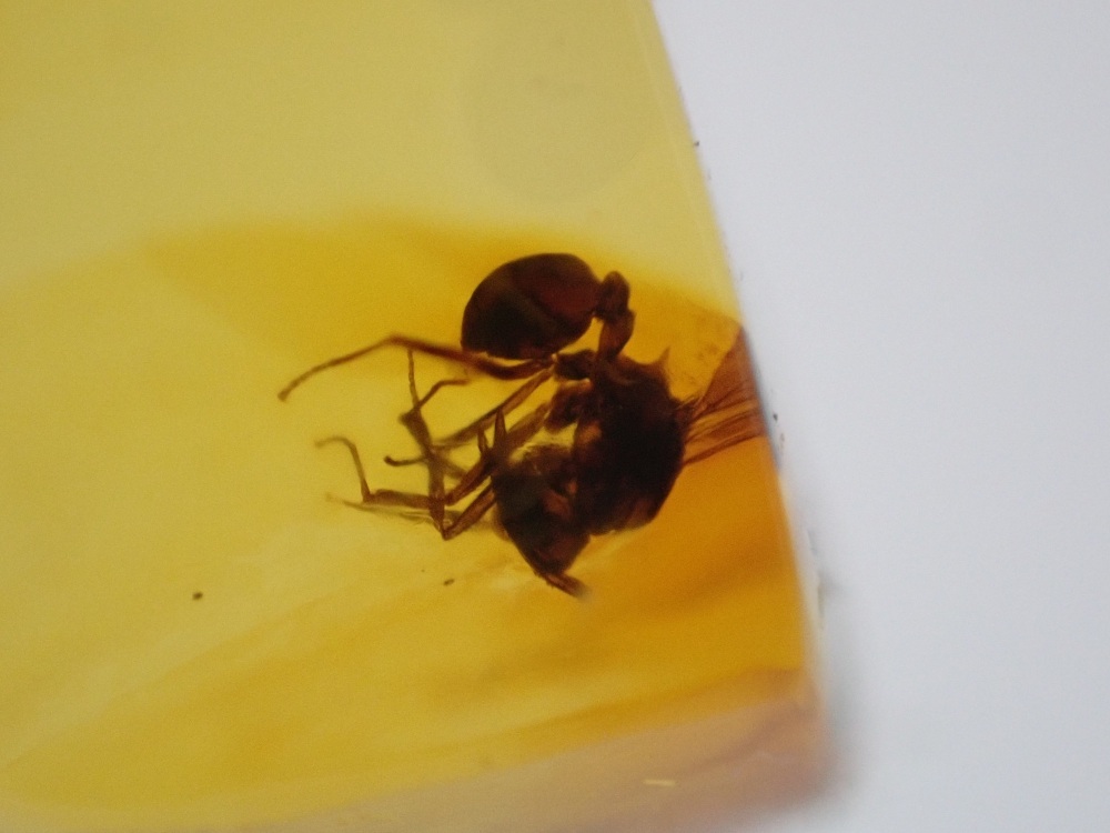Dominican Amber Inclusion #13 (Ant Inclusion)