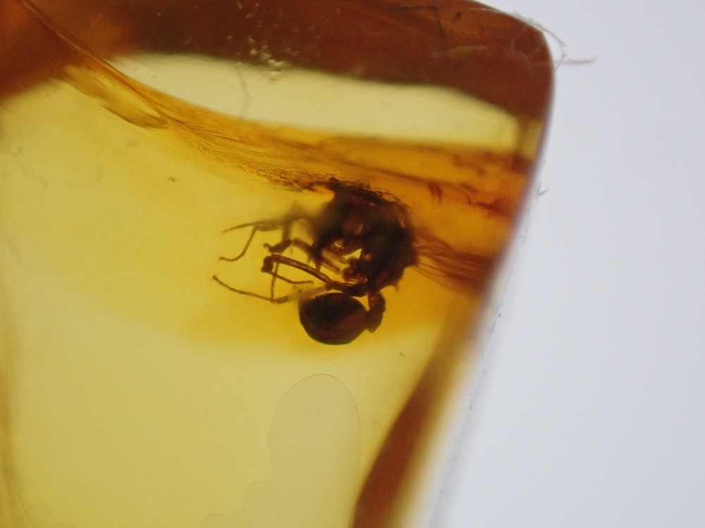 Dominican Amber Inclusion #13 (Ant Inclusion)