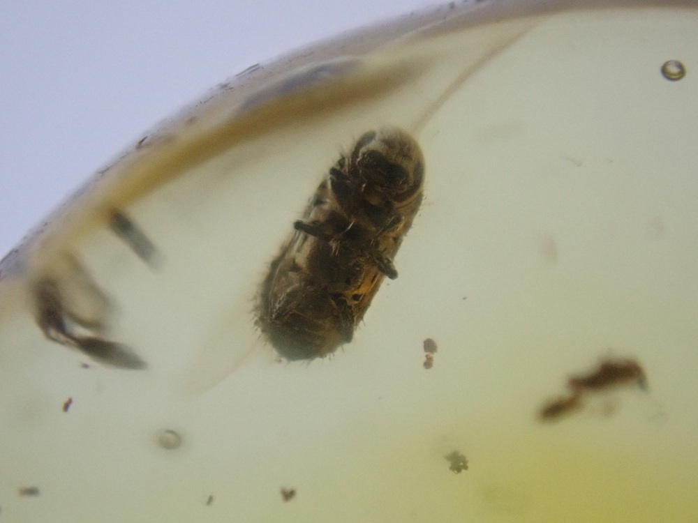 Dominican Amber Inclusion #15 (Beetle Inclusions)
