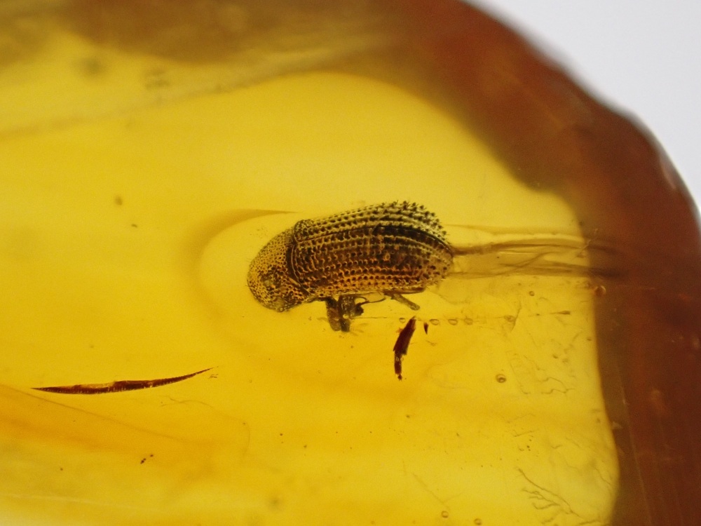 Dominican Amber Inclusion #16 (Beetle Inclusion)