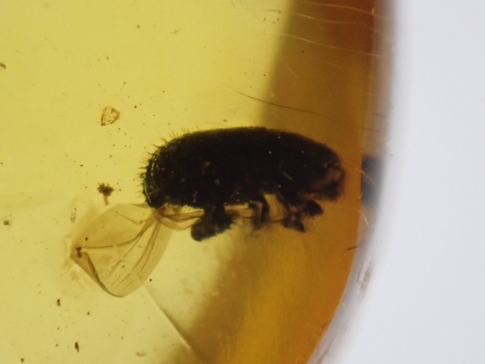 Dominican Amber Inclusion #18 (Beetle Inclusion)