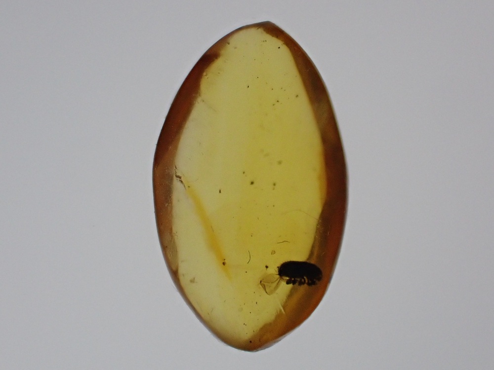 Dominican Amber Inclusion #18 (Beetle Inclusion)