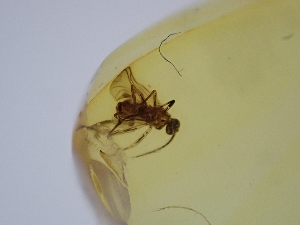 Dominican Amber Inclusion #19 (Winged Insect Inclusion)