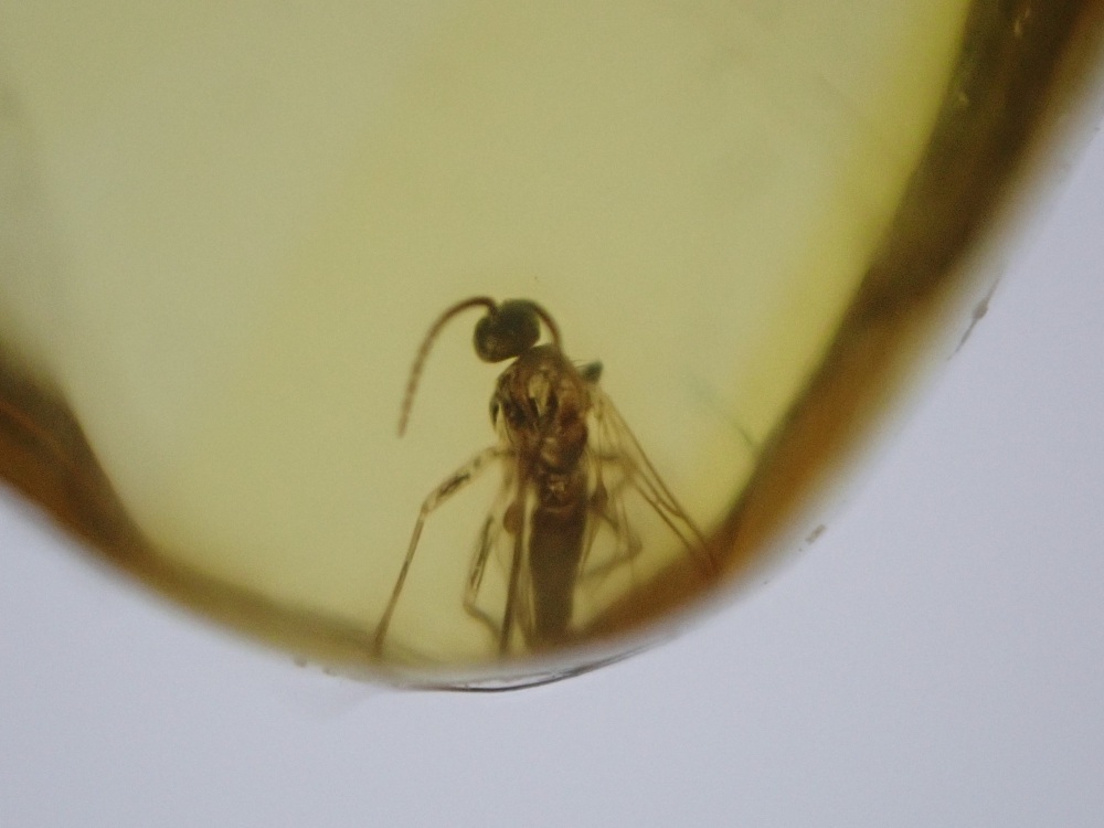 Dominican Amber Inclusion #19 (Winged Insect Inclusion)