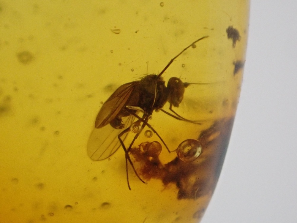Dominican Amber Inclusion #20 (Winged Insect Inclusion)