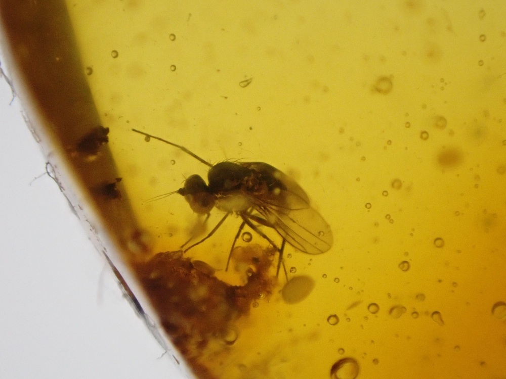 Dominican Amber Inclusion #20 (Winged Insect Inclusion)