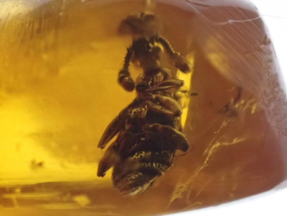 Dominican Amber Inclusion #21 (Unknown Beetle Inclusion)