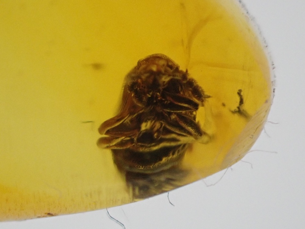 Dominican Amber Inclusion #21 (Unknown Beetle Inclusion)