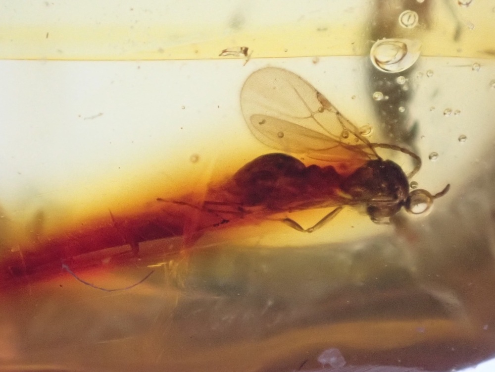 Dominican Amber Inclusion #23 (Winged Insect Inclusion)