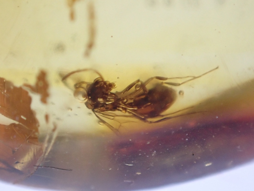 Dominican Amber Inclusion #23 (Winged Insect Inclusion)