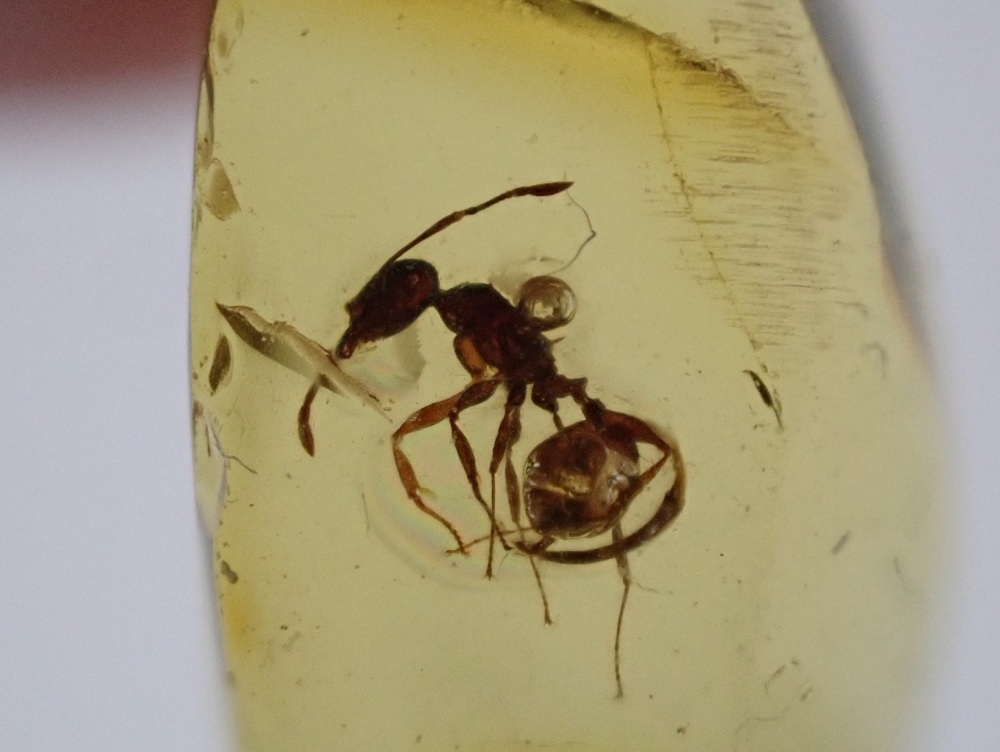 Dominican Amber Inclusion #24 (Ant Inclusion)