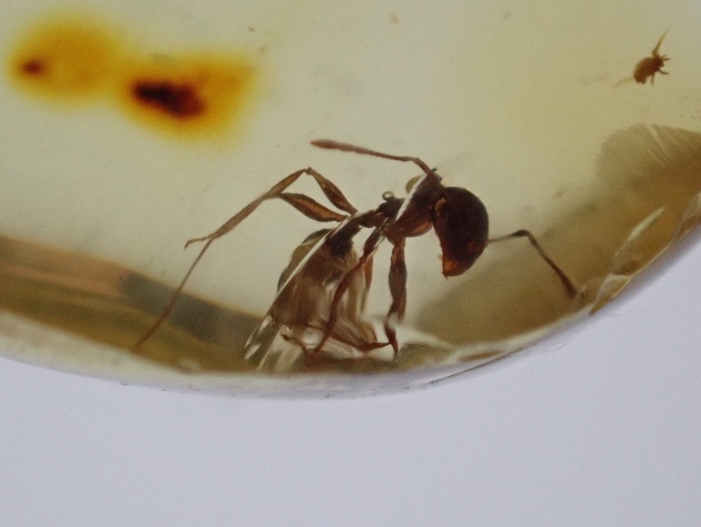 Dominican Amber Inclusion #24 (Ant Inclusion)