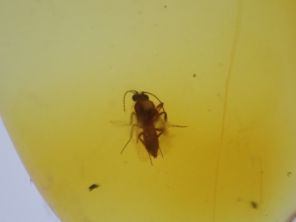 Dominican Amber Inclusion #25 (Winged Insect Inclusion)