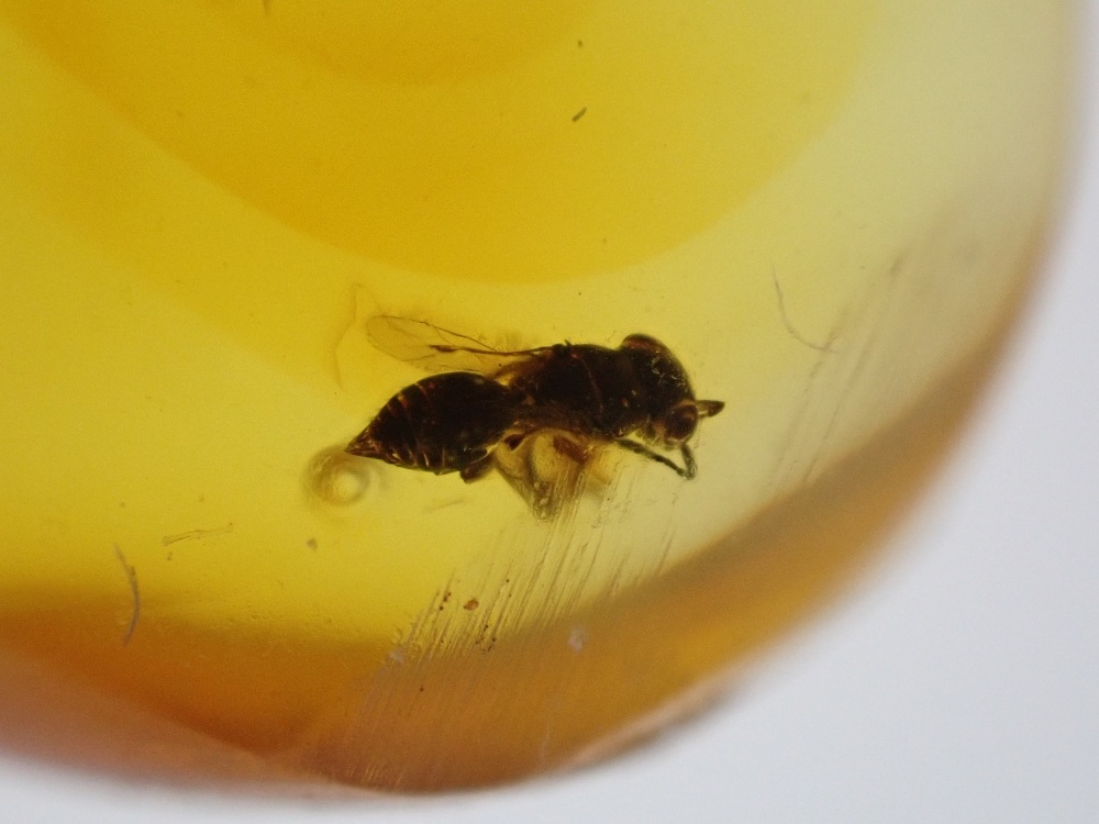 Dominican Amber Inclusion #26 (Winged Insect Inclusion)