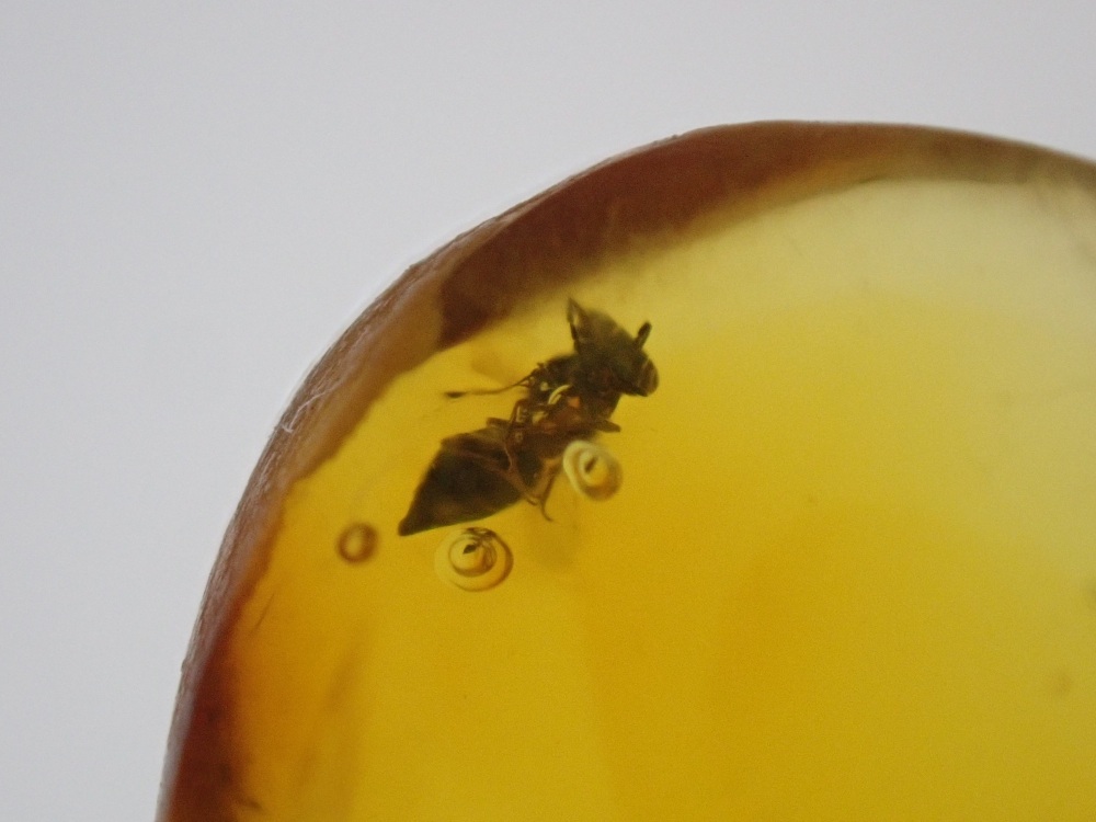 Dominican Amber Inclusion #26 (Winged Insect Inclusion)