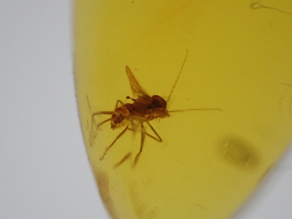 Dominican Amber Inclusion #27 (Winged Insect Inclusion)
