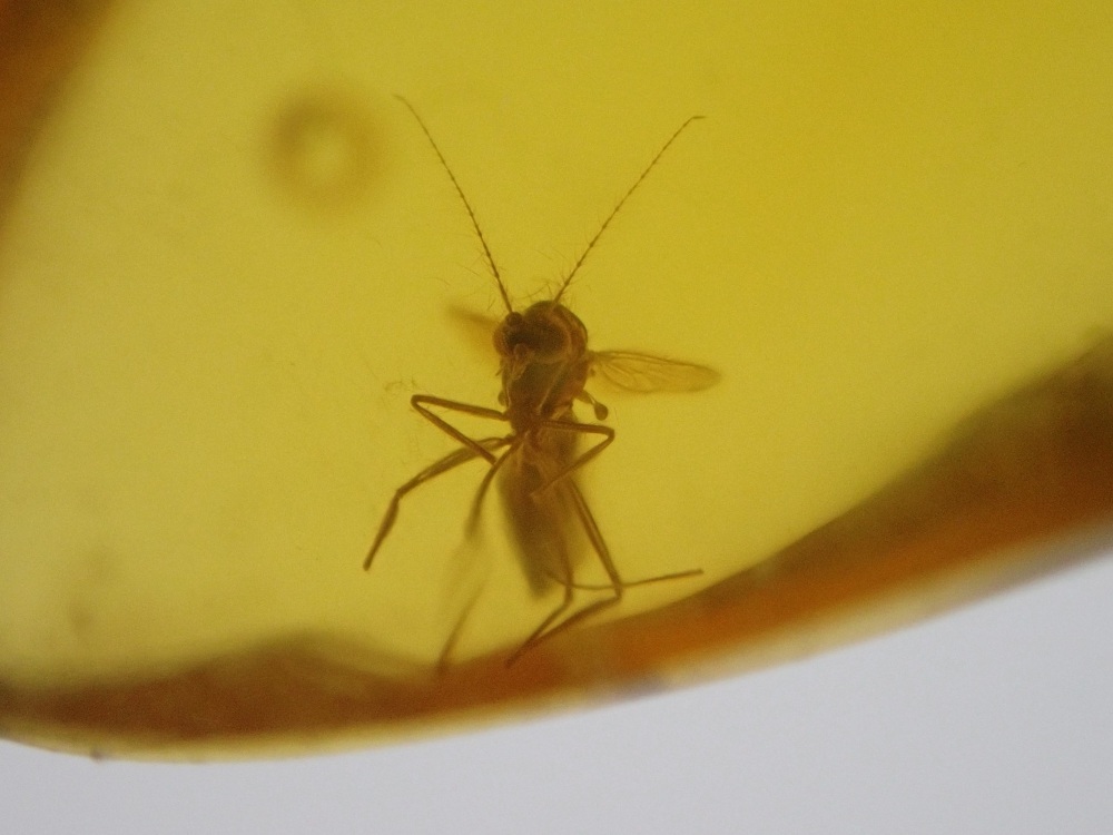 Dominican Amber Inclusion #27 (Winged Insect Inclusion)