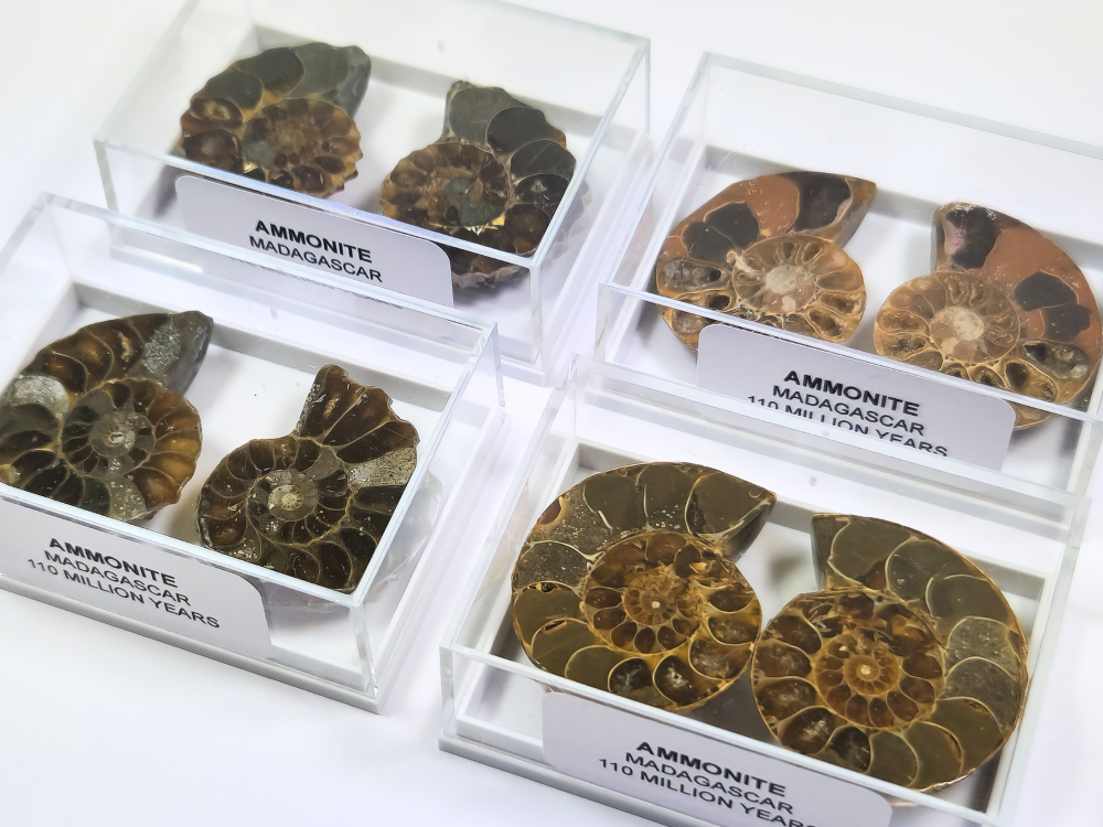 Cut & Polished Ammonite Pair
