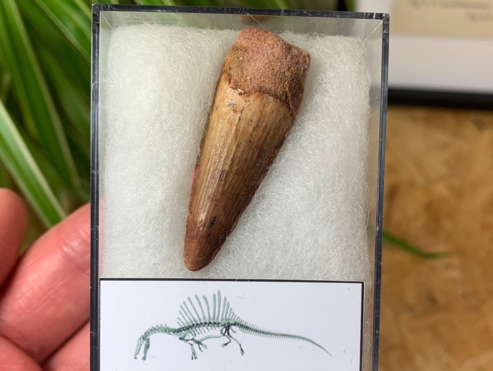 Spinosaurus Tooth - 1.75 inch #SP04