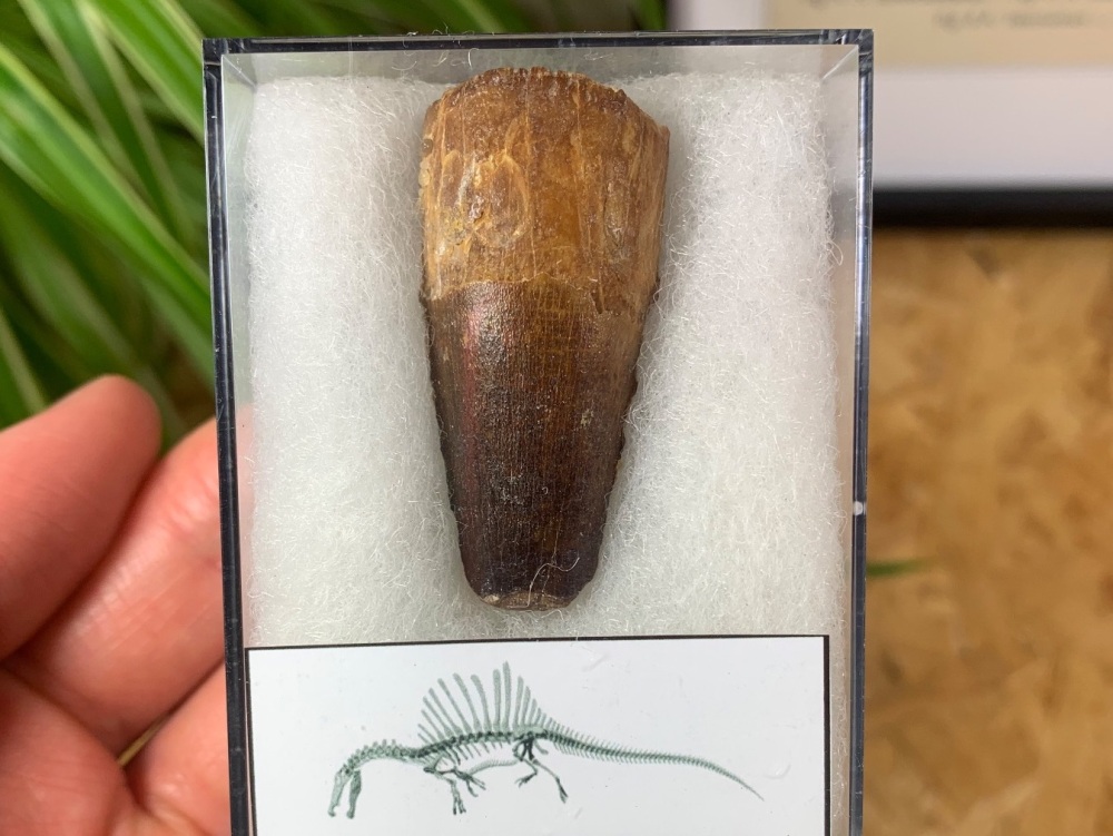 Spinosaurus Tooth - 1.69 inch #SP05