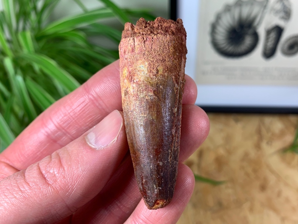 Spinosaurus Tooth - 2.5 inch #SP06