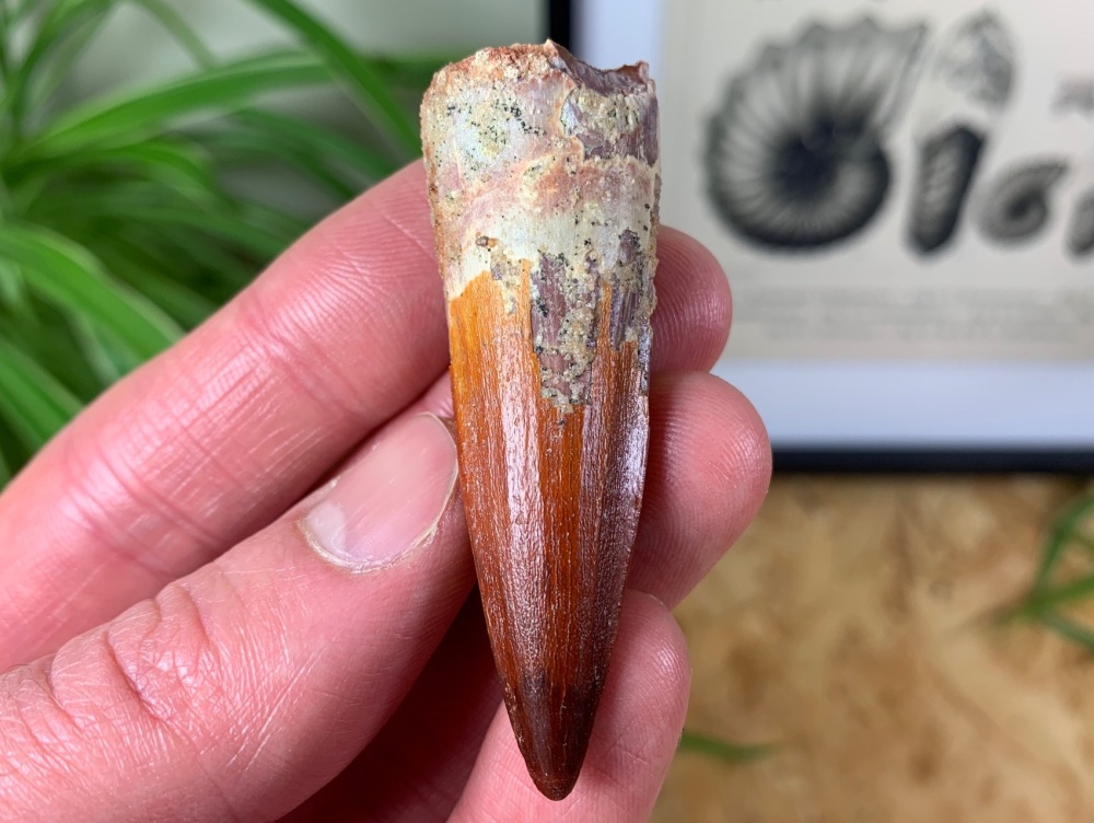 Spinosaurus Tooth - 2.25 inch #SP08
