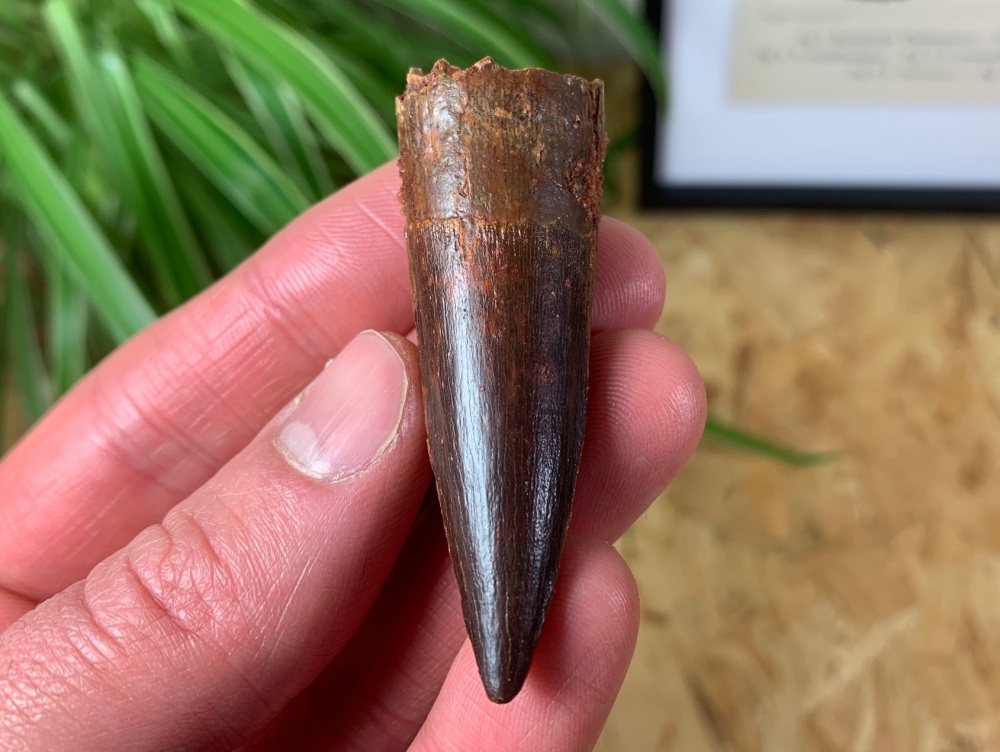 Spinosaurus Tooth - 2.38 inch #SP09