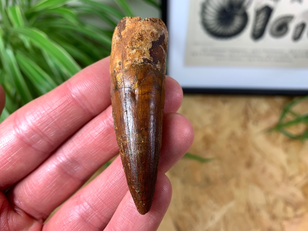 Spinosaurus Tooth - 2.53 inch #SP10