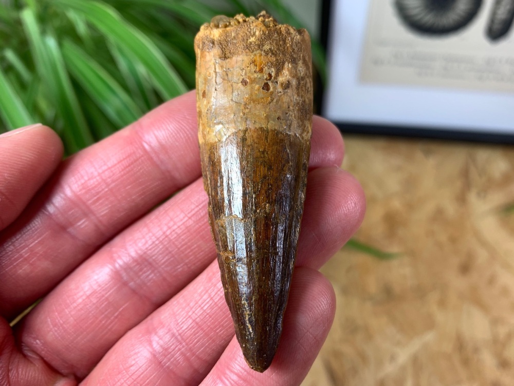 Spinosaurus Tooth - 2.75 inch #SP11