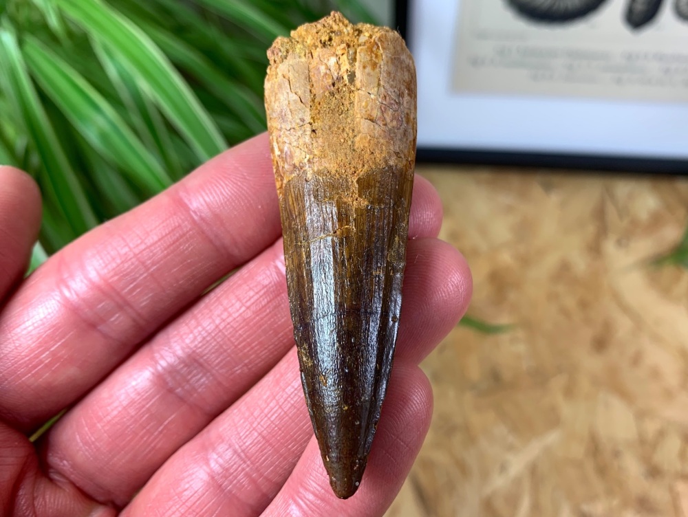 Spinosaurus Tooth - 2.69 inch #SP12