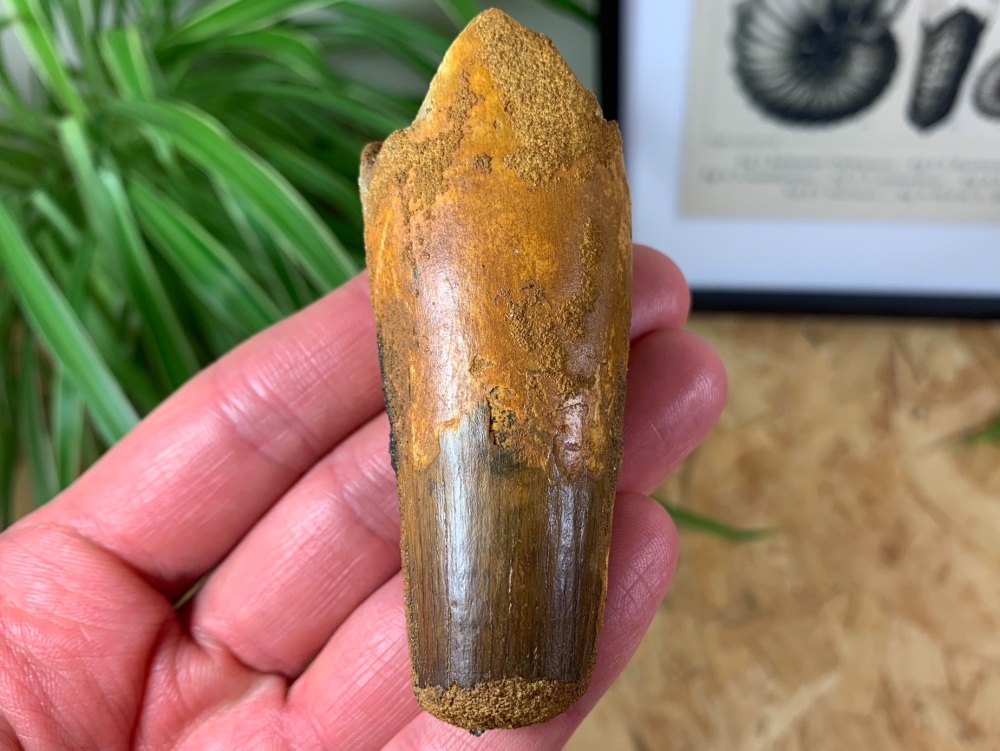Spinosaurus Tooth - 3.13 inch #SP13